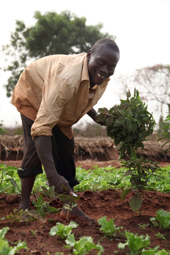Bonde i gang med at plukke nogle krydderurter som han sælger direkte til en kunde. Mark ved siden af den arkæologiske udgravning ved Agongointo. Han holder til på lejet jord, og kan blive bedt om at forlade stedet med dags varse., fortæller ham. Salat